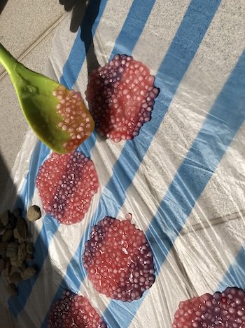 Tapioca pearls sun drying