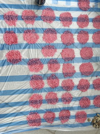 Pink tapioca pearls sun drying