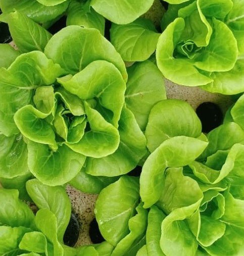 Gourmet Garden India