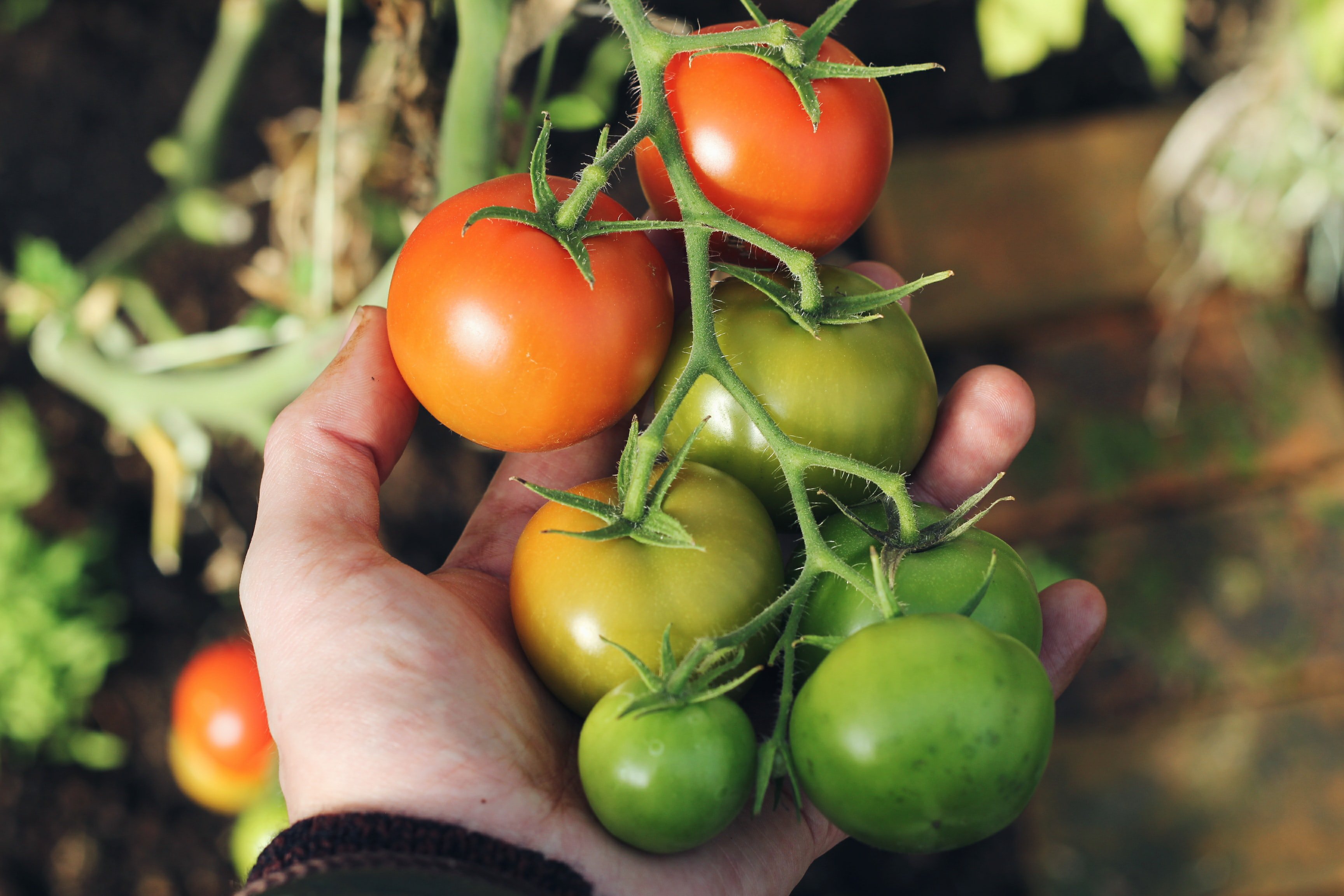 a person holding tomatoes