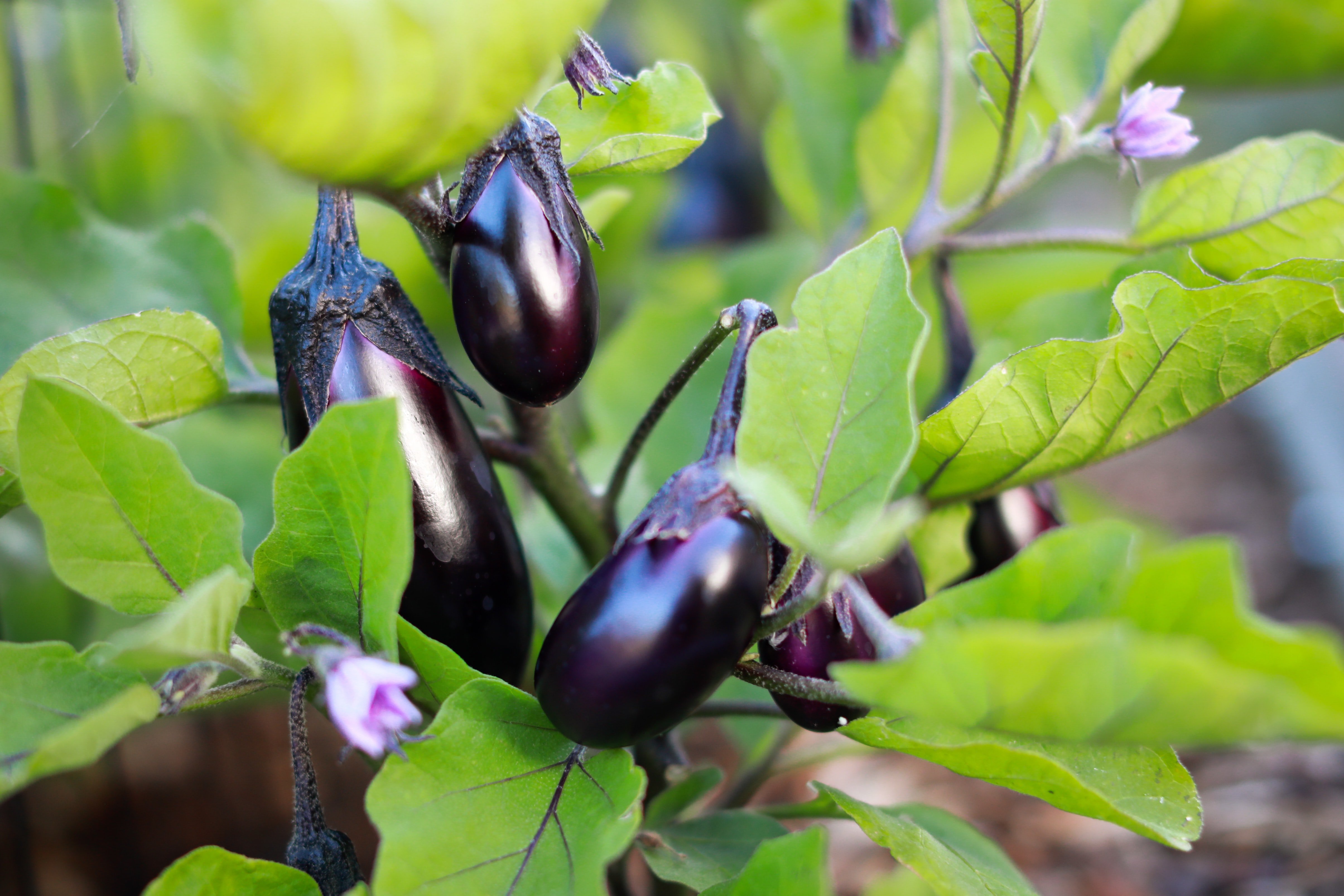 Brinjals growing on a plant