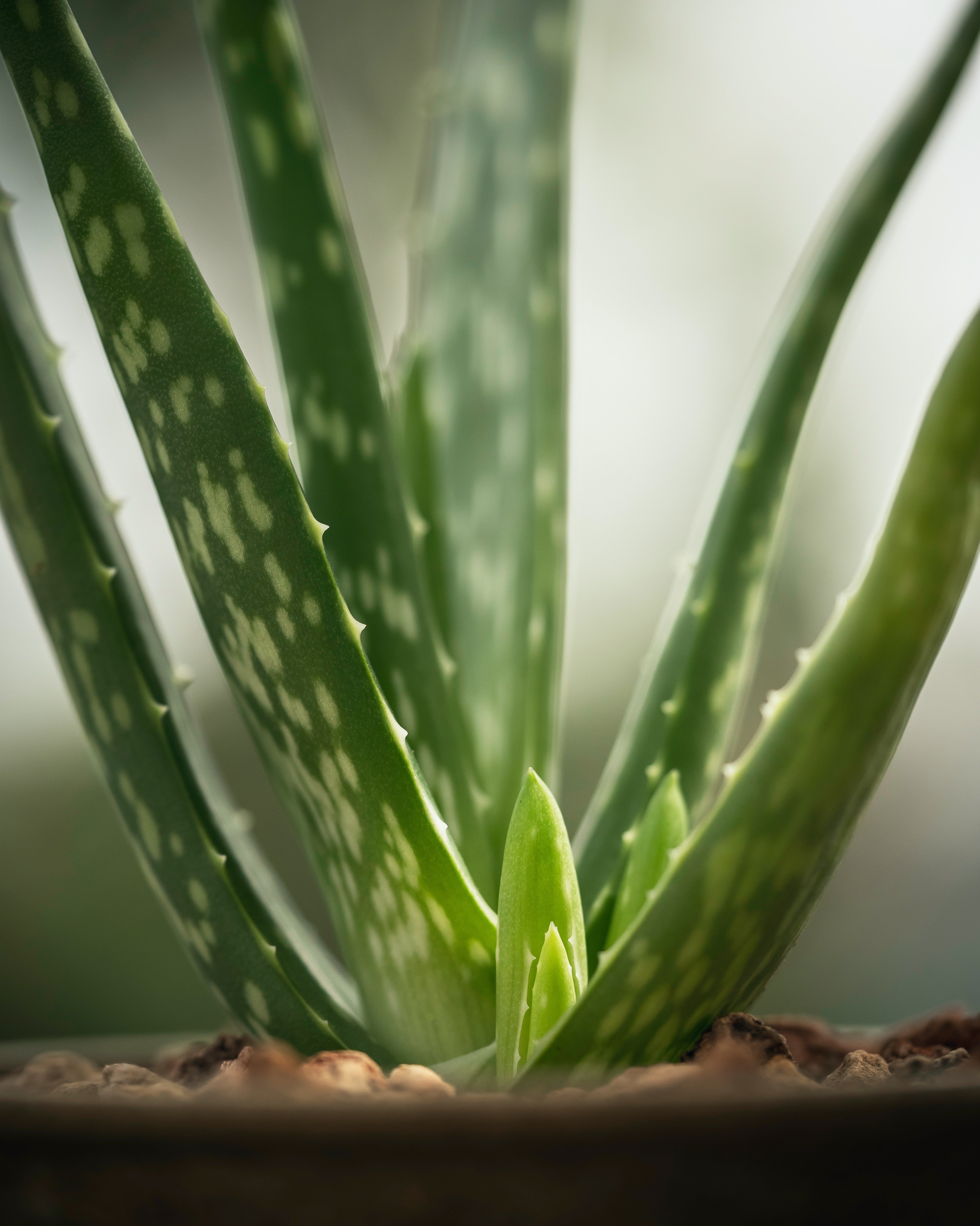 an aloe vera plant in a pot